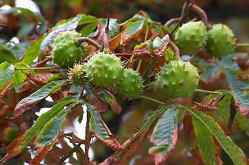 Image showing Chestnut