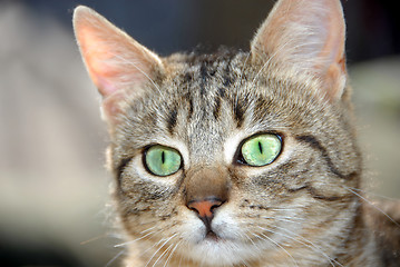 Image showing Young mixed-bread cat portrait