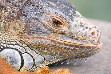 Image showing Iguana