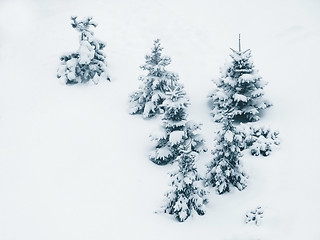 Image showing Trees / Snow