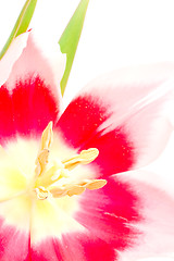 Image showing pink tulip