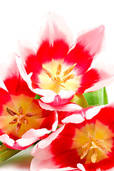 Image showing three pink tulips