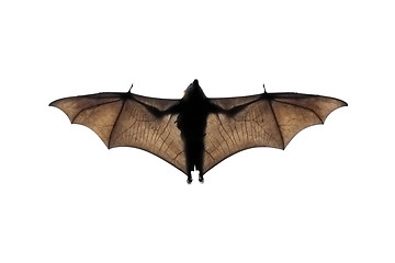 Image showing bat