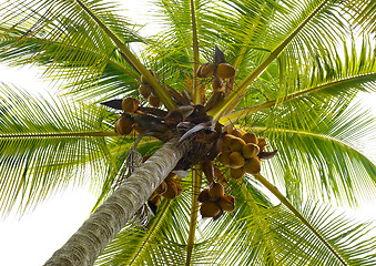 Image showing palm tree