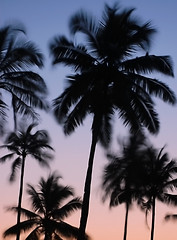 Image showing Silhouettes of Vibrating Palm Trees