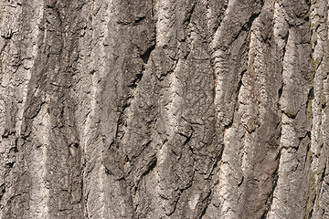 Image showing Bark of old oak tree