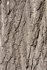 Image showing Bark of old oak tree