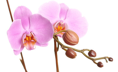 Image showing Closeup of a beautiful pink Phalaenopsis orchid