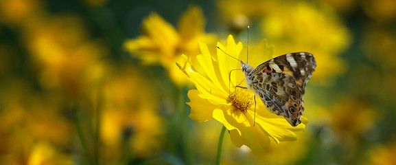 Image showing Painted lady butterfly on mums