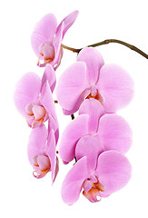 Image showing Beautiful flowers of a pink Phalaenopsis orchid