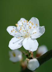 Image showing Early spring cherry flower