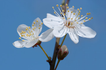 Image showing Early spring cherry flower