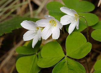 Image showing Woodsorrel with flowers