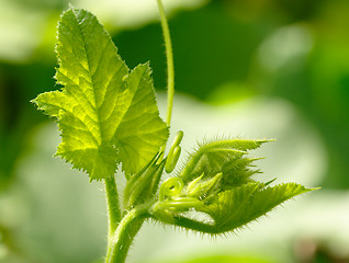 Image showing Fresh green sprout