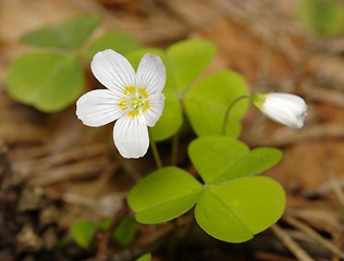 Image showing Woodsorrel with flowers