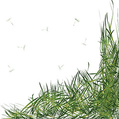 Image showing grass with stems