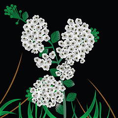 Image showing Spiraea vanhouttei