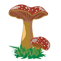 Image showing Mushroom family