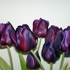 Image showing purple tulip