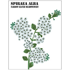 Image showing Spiraea Alba