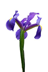 Image showing dutch iris