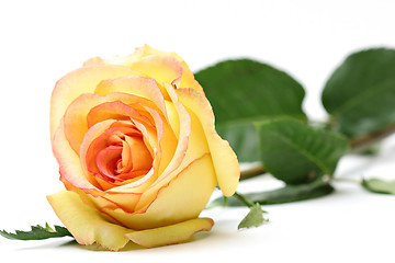 Image showing rose over white