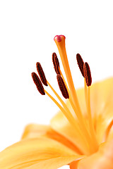 Image showing lily macro