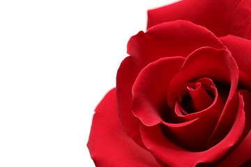 Image showing red rose