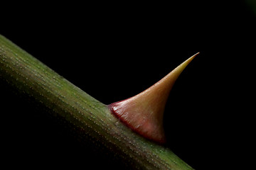 Image showing thorn