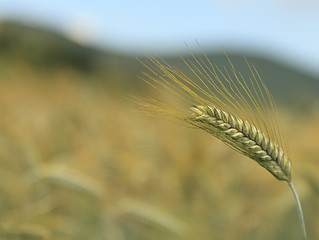 Image showing Cereal ear