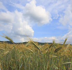 Image showing Cereal field