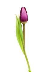 Image showing tulip over white