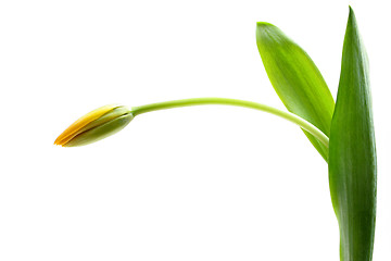 Image showing yellow tulip