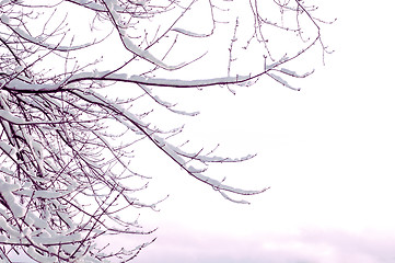 Image showing Snow covered tree