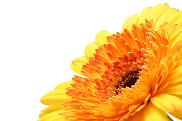 Image showing gerber daisy angled over white