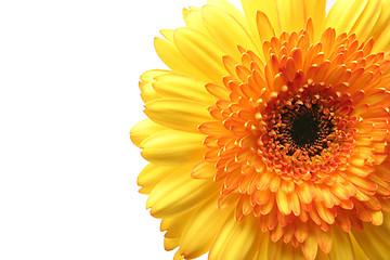 Image showing gerbera