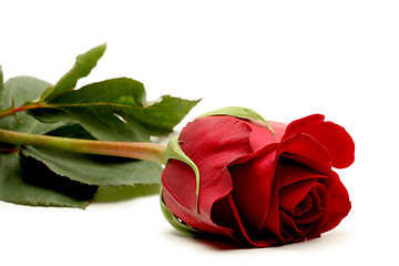 Image showing red rose over white