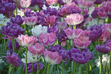 Image showing Flowers in a Oslo Meadow, Norway, May 2009