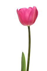 Image showing pink tulip