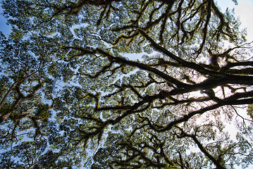 Image showing Detail of Daintree National Park, Queensland, Australia