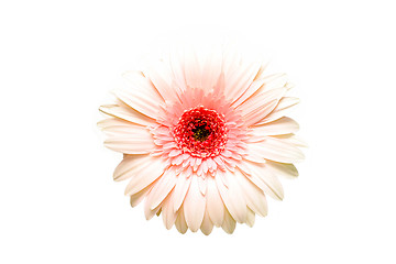 Image showing pink gerbera highkey