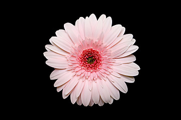 Image showing pink gerbera daisy