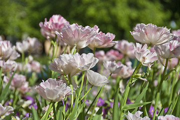 Image showing Oslo Meadow, Norway