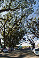 Image showing Detail of Daintree National Park, Queensland, Australia