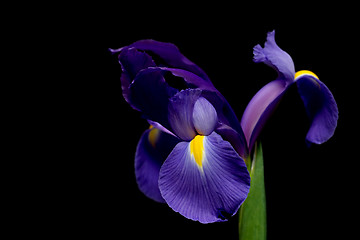 Image showing dutch iris