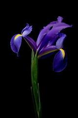 Image showing iris over black