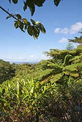 Image showing Detail of Daintree National Park, Queensland, Australia