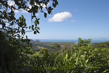 Image showing Detail of Daintree National Park, Queensland, Australia