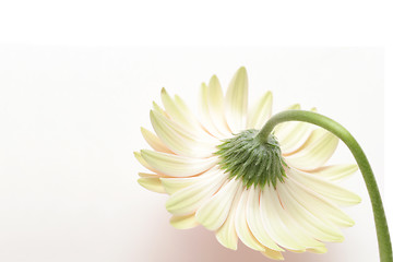 Image showing shy daisy