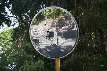 Image showing Detail of Daintree National Park, Queensland, Australia